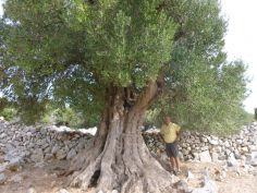 Sightseeing of Luns olive orchards