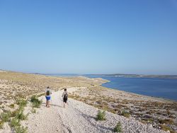 Nordic walking on the paths of Pag salt and cheese